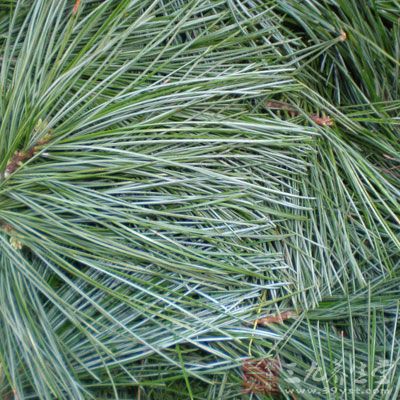 松针没有任何毒副作用,无致癌突变性、无致畸胎性、无致过敏性 松针没有任何毒副作用,无致癌突变性、无致畸胎性、无致过敏性