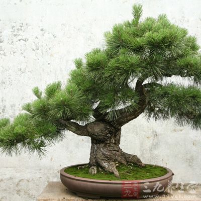 客厅放什么东西最旺财运