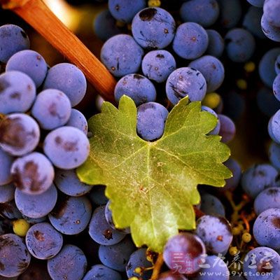 葡萄的营养丰富,味甜可口,主要含有葡萄糖,极易为人体吸收 葡萄的营养丰富,味甜可口,主要含有葡萄糖,极易为人体吸收