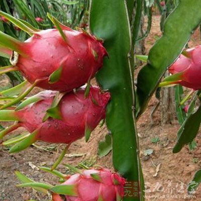 干性肌肤的女性一定要多吃火龙果 干性肌肤的女性一定要多吃火龙果