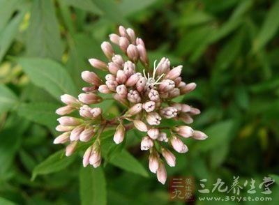 佩兰的功效与作用 不得不知的佩兰养生疗效