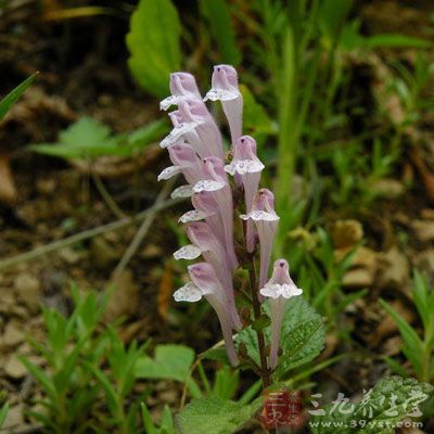 水韩信草的药用价值与应用