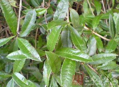 小三棵针的药用价值与应用