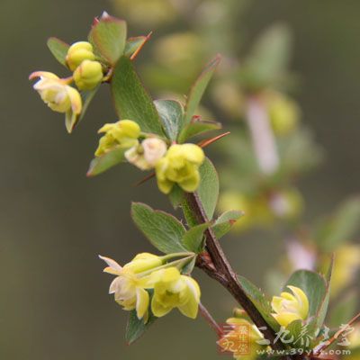 小三棵针的药用价值与应用