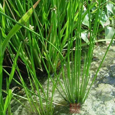 野马蹄草的药用价值与应用