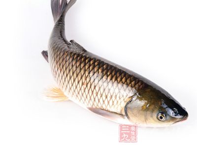 草鱼-- 温中补虚 草鱼-- 温中补虚