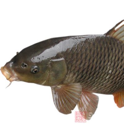 鲤鱼-- 健脾开胃 鲤鱼-- 健脾开胃