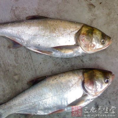 鲢鱼-- 温中益气 鲢鱼-- 温中益气