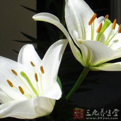 百合花素有“云裳仙子”之称