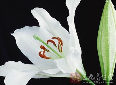 百合 是百合科百合属多年生草本球根植物