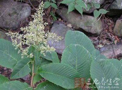 药材基源:为清风藤科植物泡花树和笔罗子的根