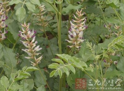 甘草是一种很常见的解毒中药 甘草是一种很常见的解毒中药