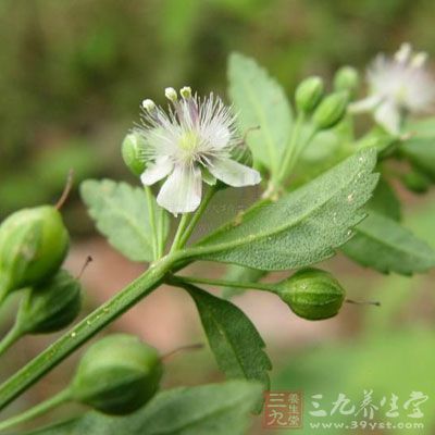 甘草,味甘,性平,无毒 甘草,味甘,性平,无毒