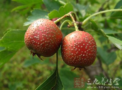 山楂开胃易患结石 山楂开胃易患结石