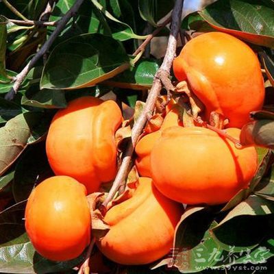 柿子:用酵母催熟 柿子:用酵母催熟