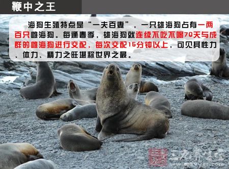 海狗生殖特点是“一夫百妻” 海狗生殖特点是“一夫百妻”