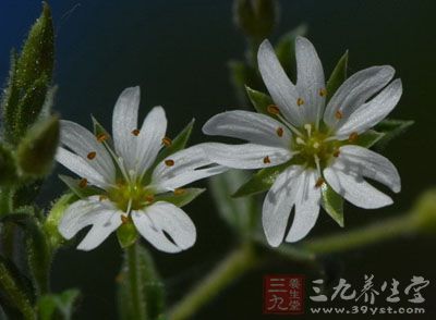 叉歧繁缕的药用价值与应用_清热药_中药图典