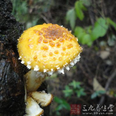 常见有毒伞,褐鳞小伞,白毒伞,黑包脚伞,内绿菌,褐脚伞,残托斑毒伞,鬼笔等8种,均为腐生,形状特殊,像小笔、小伞 常见有毒伞,褐鳞小伞,白毒伞,黑包脚伞,内绿菌,褐脚伞,残托斑毒伞,鬼笔等8种,均为腐生,形状特殊,像小笔、小伞