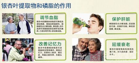 银杏叶提取物和磷脂的作用 银杏叶提取物和磷脂的作用