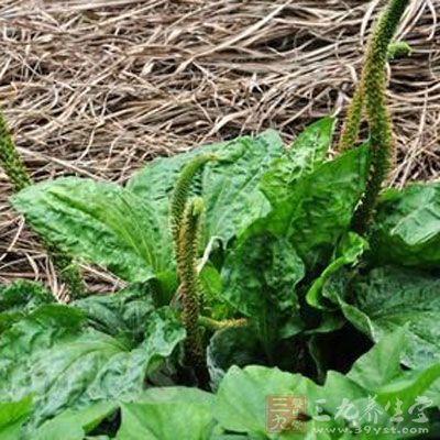 车前子晒干后研末，每次取二钱，用车前子叶加水煎汤冲服