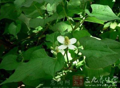 清热解毒,消痈排脓,利尿通淋 清热解毒,消痈排脓,利尿通淋
