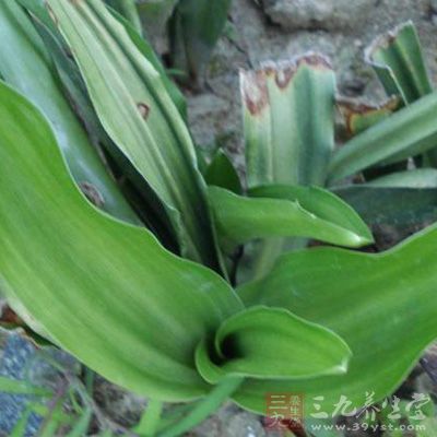 抗病原微生物作用,抑制金黄色葡萄球菌、流感杆菌、肺炎双球菌 抗病原微生物作用,抑制金黄色葡萄球菌、流感杆菌、肺炎双球菌