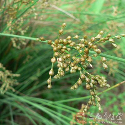 来源 为灯心草科植物拟灯心草的根茎.夏,秋采收.