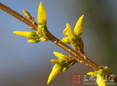 连翘(学名：Forsythia suspensa (Thunb.) Vahl )：落叶灌木，香港俗称一串金，是木犀科连翘属植物