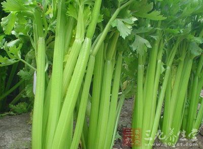 睡前90分钟别吃芹菜 睡前90分钟别吃芹菜