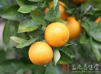 为芸香科植物茶枝柑、瓯柑等多种柑类的成熟
