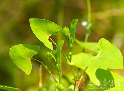 扛板归根的药用价值与应用