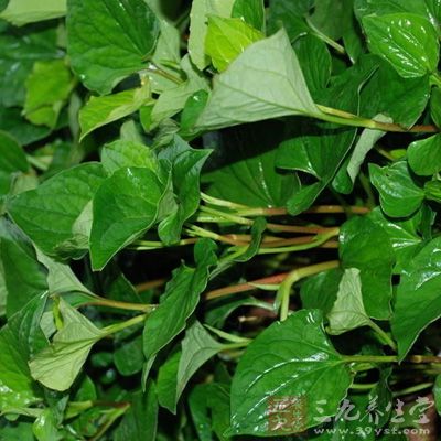 鱼腥草的副作用 鱼腥草泡水喝有啥副作用