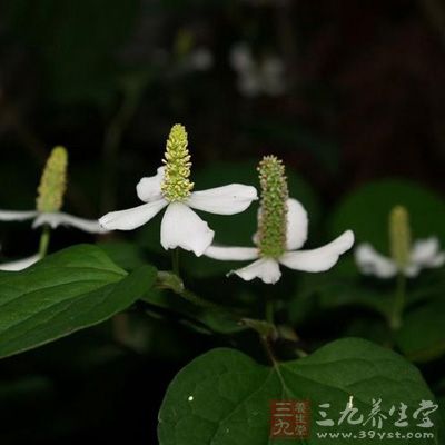 鱼腥草泡水喝有啥副作用 鱼腥草泡水喝有啥副作用