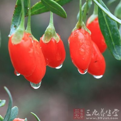 季节不同枸杞功效不同