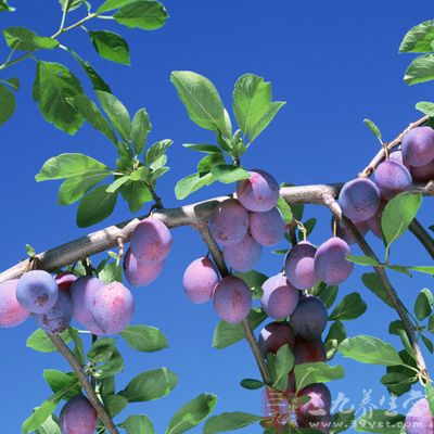 高纤维食物有助于保护胃部,改善肠胃功能 高纤维食物有助于保护胃部,改善肠胃功能
