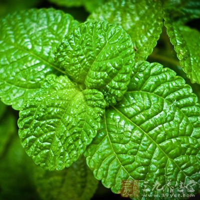 薄荷叶里含有单帖烯类化合物，可经由血液循环到达肺部，在呼吸时感觉气味清新