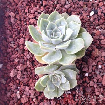 肉爬皂的药用价值与应用