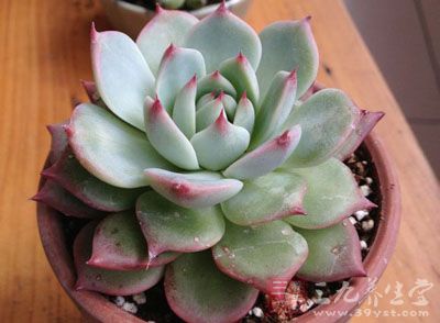 肉爬皂的药用价值与应用