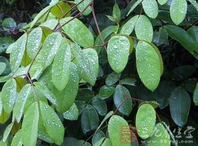 空心木_中药百科