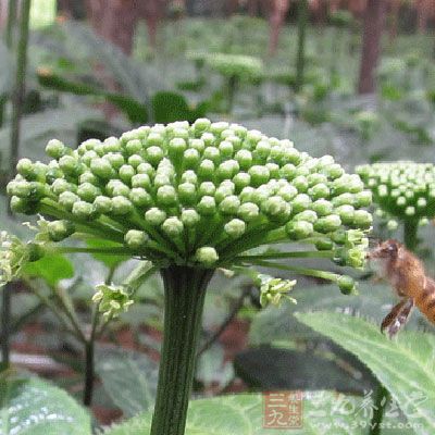 三七属珍贵药材,所以伪品较多,购买时要注意鉴别 三七属珍贵药材,所以伪品较多,购买时要注意鉴别