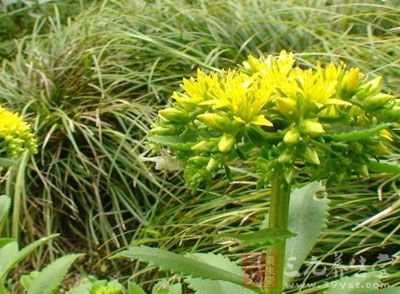 三七花又称田七花,是三七全株中三七皂苷含量高的部分 三七花又称田七花,是三七全株中三七皂苷含量高的部分