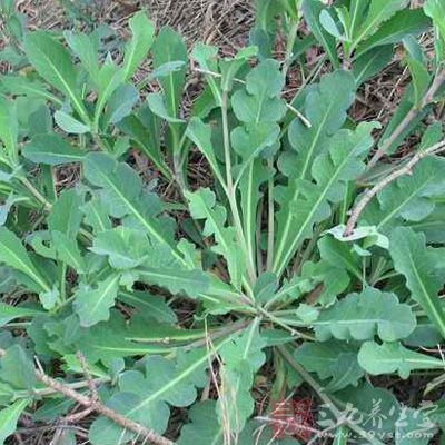 外治外伤感染,毒蛇咬伤,疮疖,睾丸肿大。鲜品捣