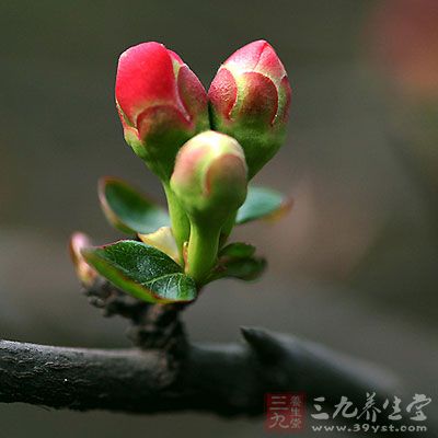 倒春寒警惕这些危害 倒春寒警惕这些危害