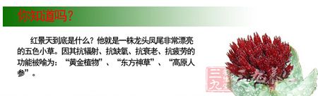 红景天就是一株龙头凤尾非常漂亮的五色小草 红景天就是一株龙头凤尾非常漂亮的五色小草