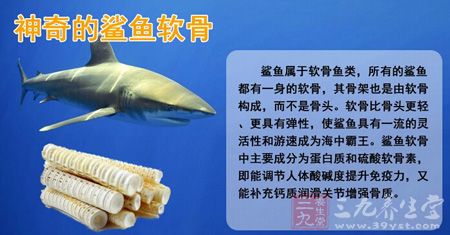 神奇的鲨鱼软骨 神奇的鲨鱼软骨