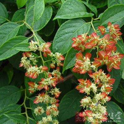 昆明山海棠_中药百科