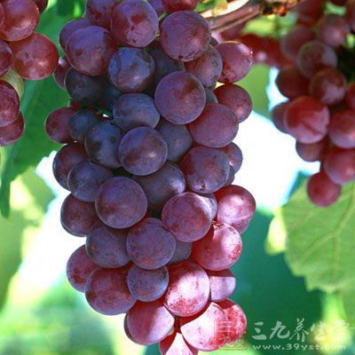 葡萄中所含有效成分能提高细胞新陈代谢率，帮助肺部细胞排毒