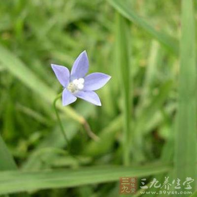 补脾胃,益肺肾,祛痰,杀虫,止血 补脾胃,益肺肾,祛痰,杀虫,止血
