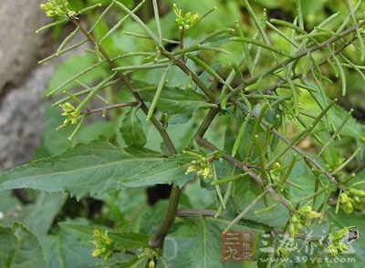 为十字花科植物蔊菜的全草或花