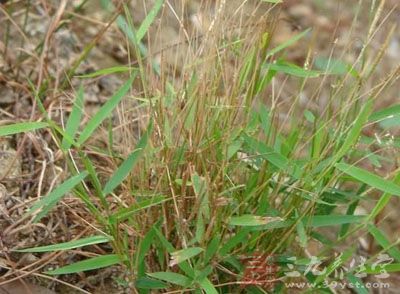 金丝草的药用价值与应用_利水渗湿药_中药图典_养生百科_三九养生堂